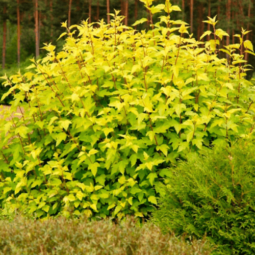 Physocarpe à feuilles d'Obier 'Angel Gold'® - Physocarpus opulifolius 'Angel Gold'® - FLEURANDIE