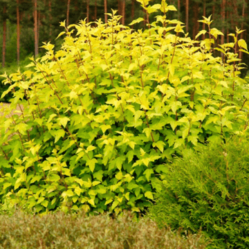 Physocarpe à feuilles d'Obier 'Dart's gold' - Physocarpus opulifolius 'Dart's gold'