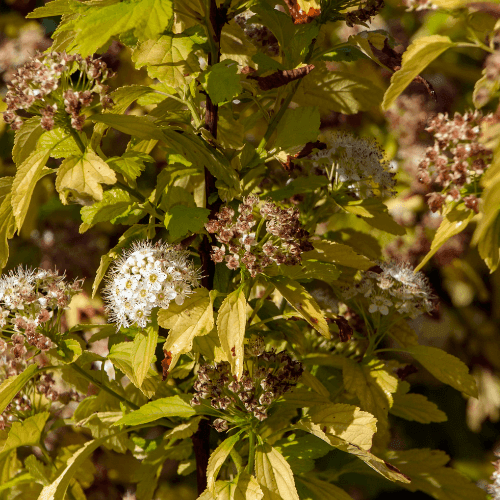 Physocarpe à feuilles d'Obier 'Angel Gold'® - Physocarpus opulifolius 'Angel Gold'® - FLEURANDIE