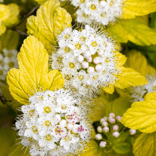 Physocarpe à feuilles d'Obier 'Angel Gold'® - Physocarpus opulifolius 'Angel Gold'® - FLEURANDIE