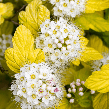 Physocarpe à feuilles d'Obier 'Dart's gold' - Physocarpus opulifolius 'Dart's gold'