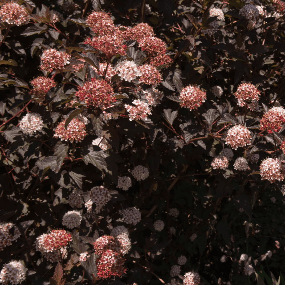 Physocarpe à feuilles d'obier Diable d'Or® 'Mindia' - Physocarpus opulifolius - FLEURANDIE