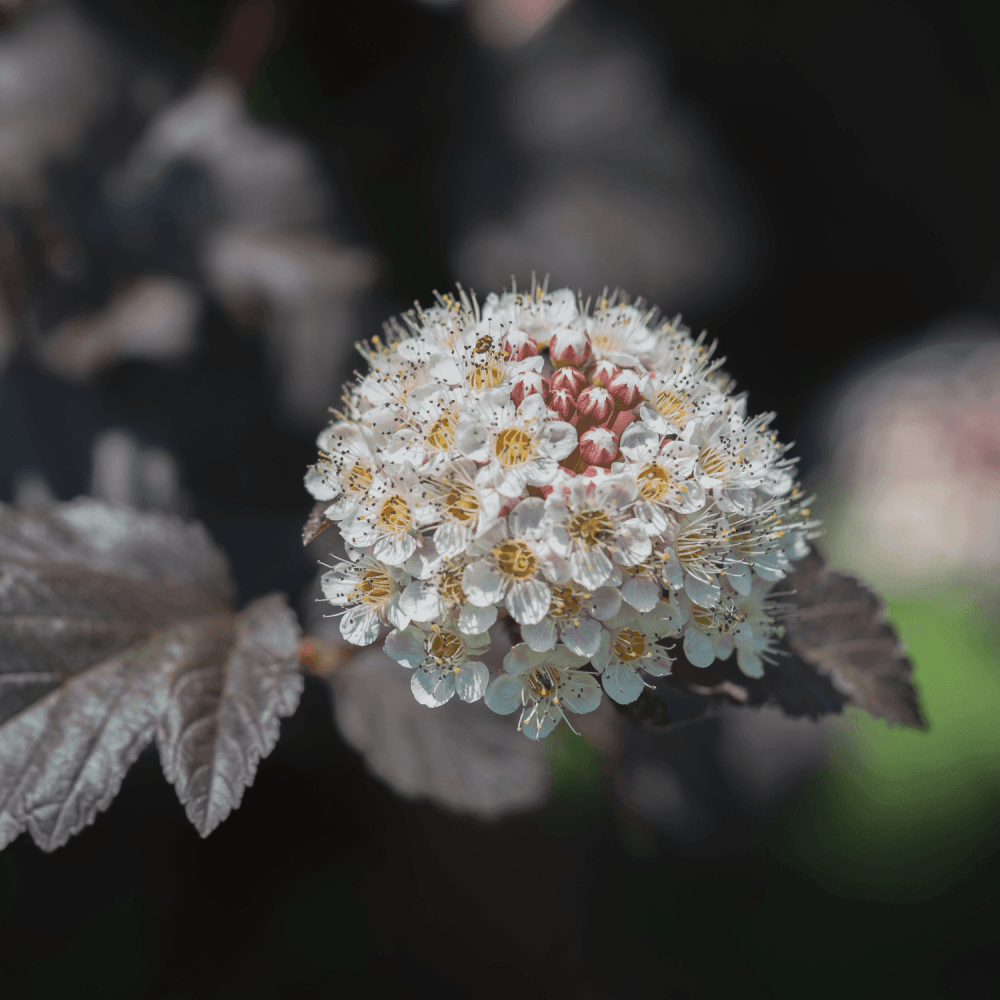 Physocarpe à feuilles d'obier Diable d'Or® 'Mindia' - Physocarpus opulifolius - FLEURANDIE