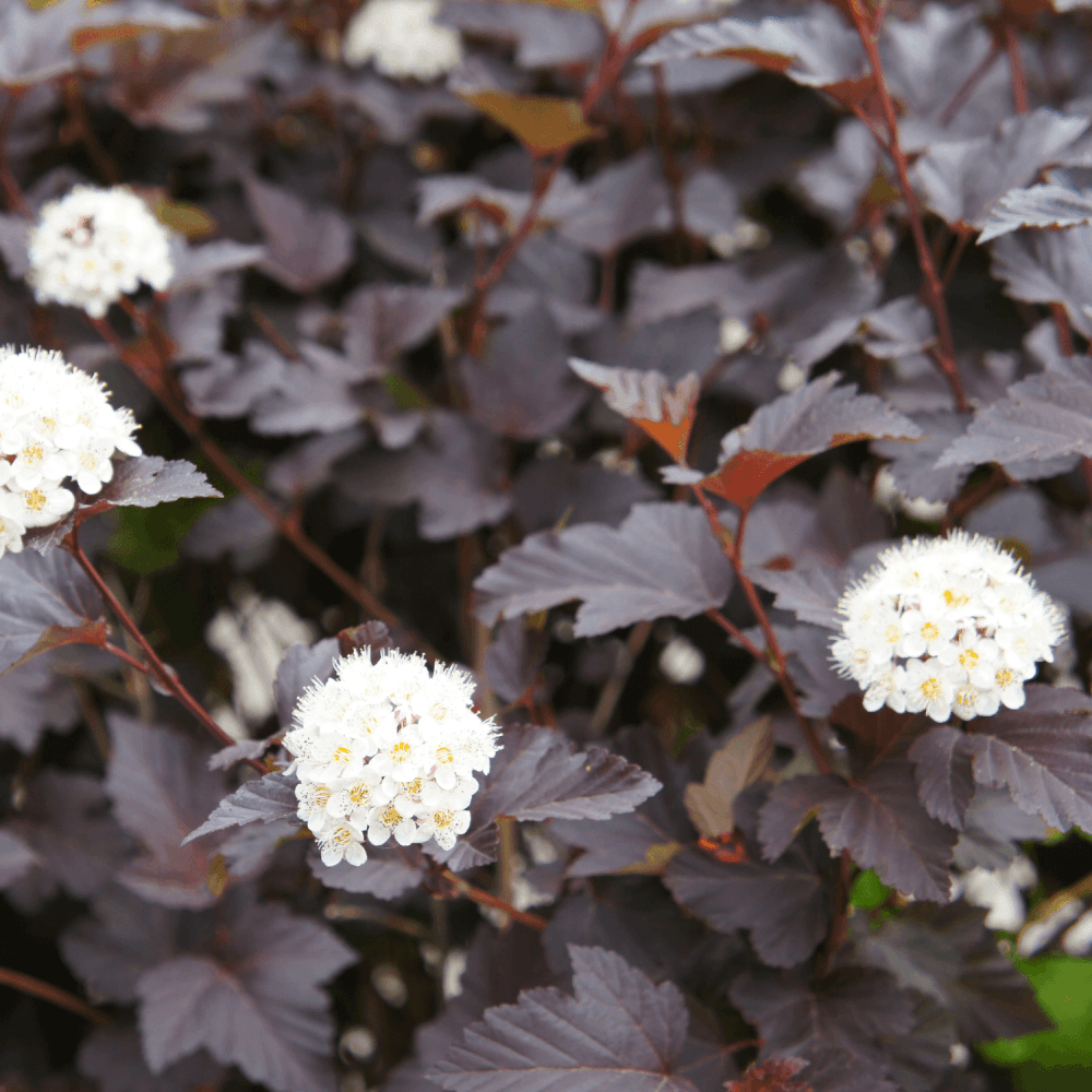 Physocarpe à feuilles d'obier Diable d'Or® 'Mindia' - Physocarpus opulifolius - FLEURANDIE