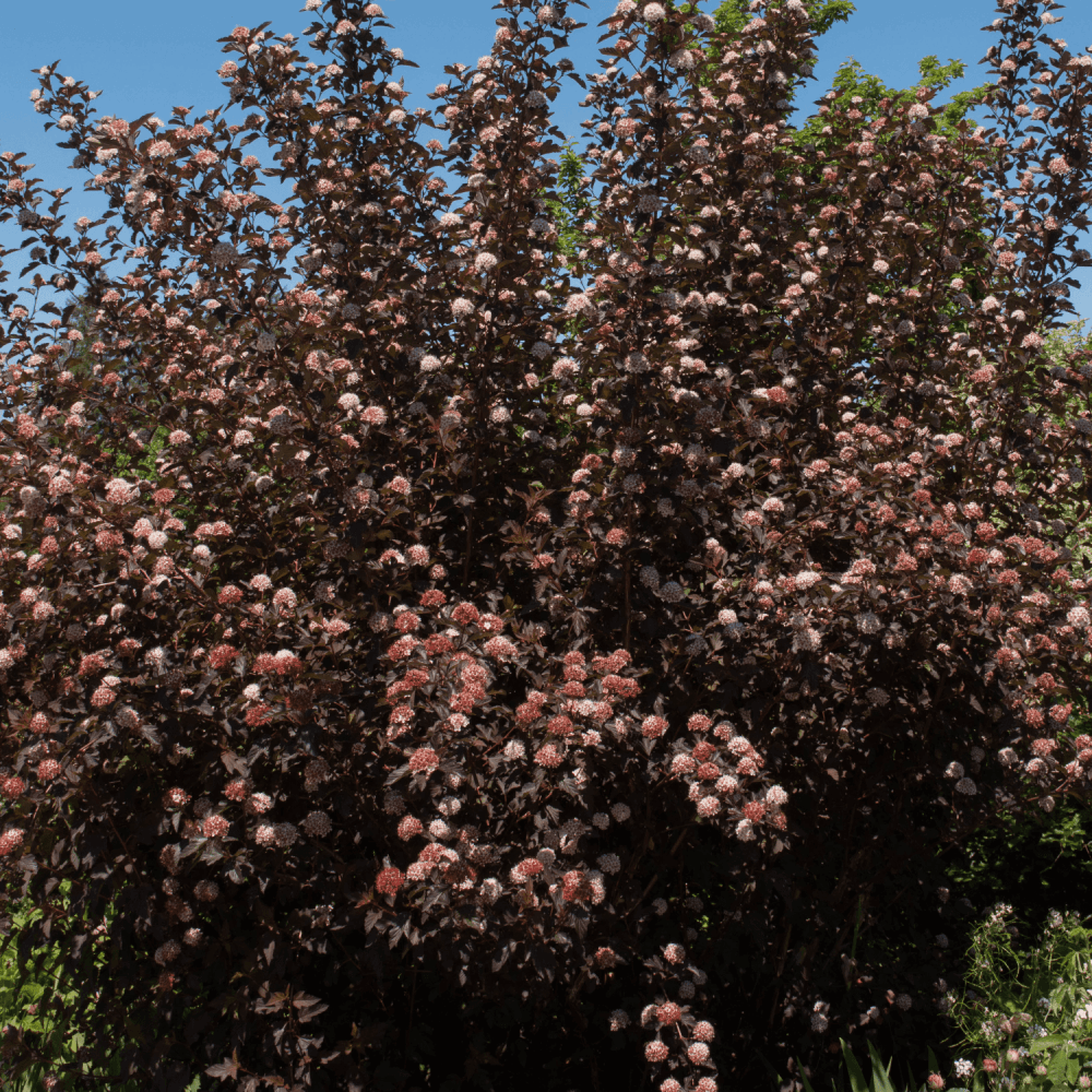 Physocarpe à feuilles d'obier Diable d'Or® 'Mindia' - Physocarpus opulifolius - FLEURANDIE