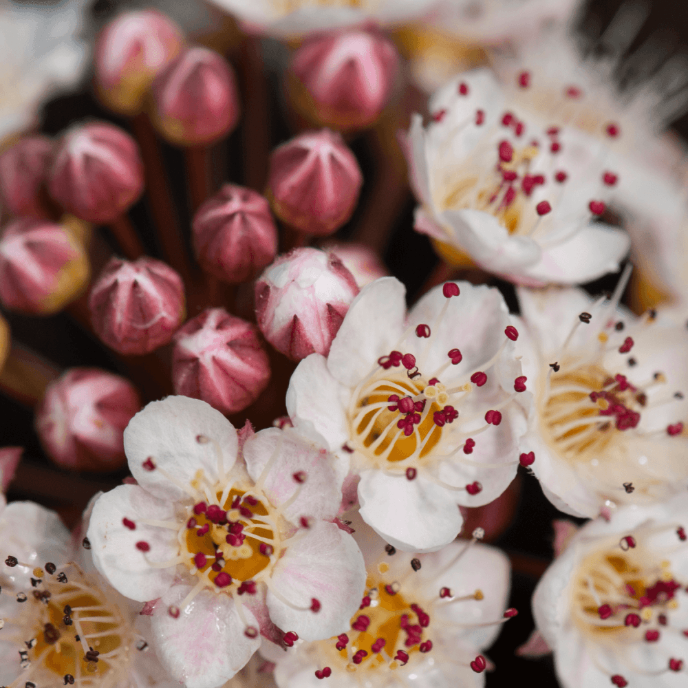 Physocarpe à feuilles d'obier Diable d'Or® 'Mindia' - Physocarpus opulifolius - FLEURANDIE