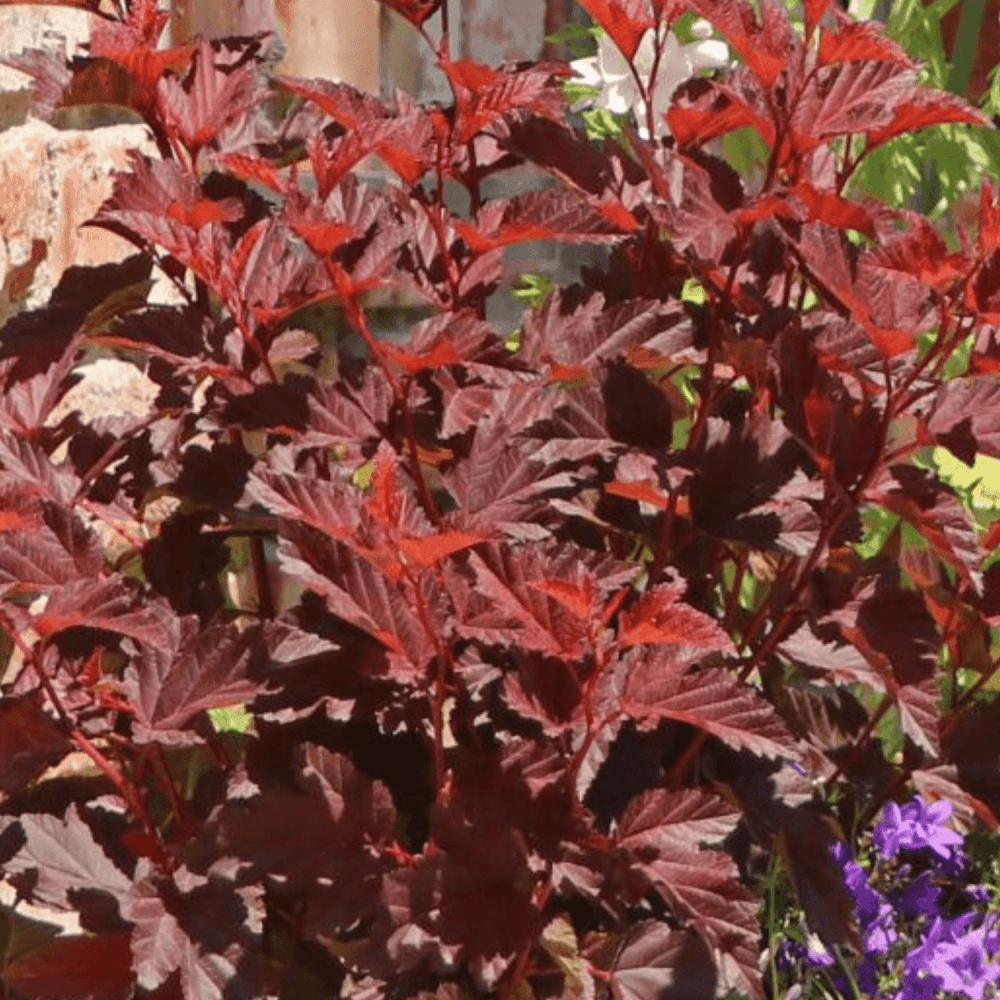 Physocarpe à feuilles d'Obier 'Little Angel' - Physocarpus opulifolius 'Little Angel' - FLEURANDIE