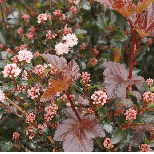 Physocarpe à feuilles d'Obier 'Little Devil'® - Physocarpus opulifolius 'Little Devil'® - FLEURANDIE