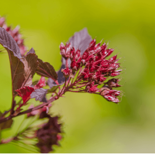 Physocarpe à feuilles d'Obier 'Little Devil'® - Physocarpus opulifolius 'Little Devil'® - FLEURANDIE