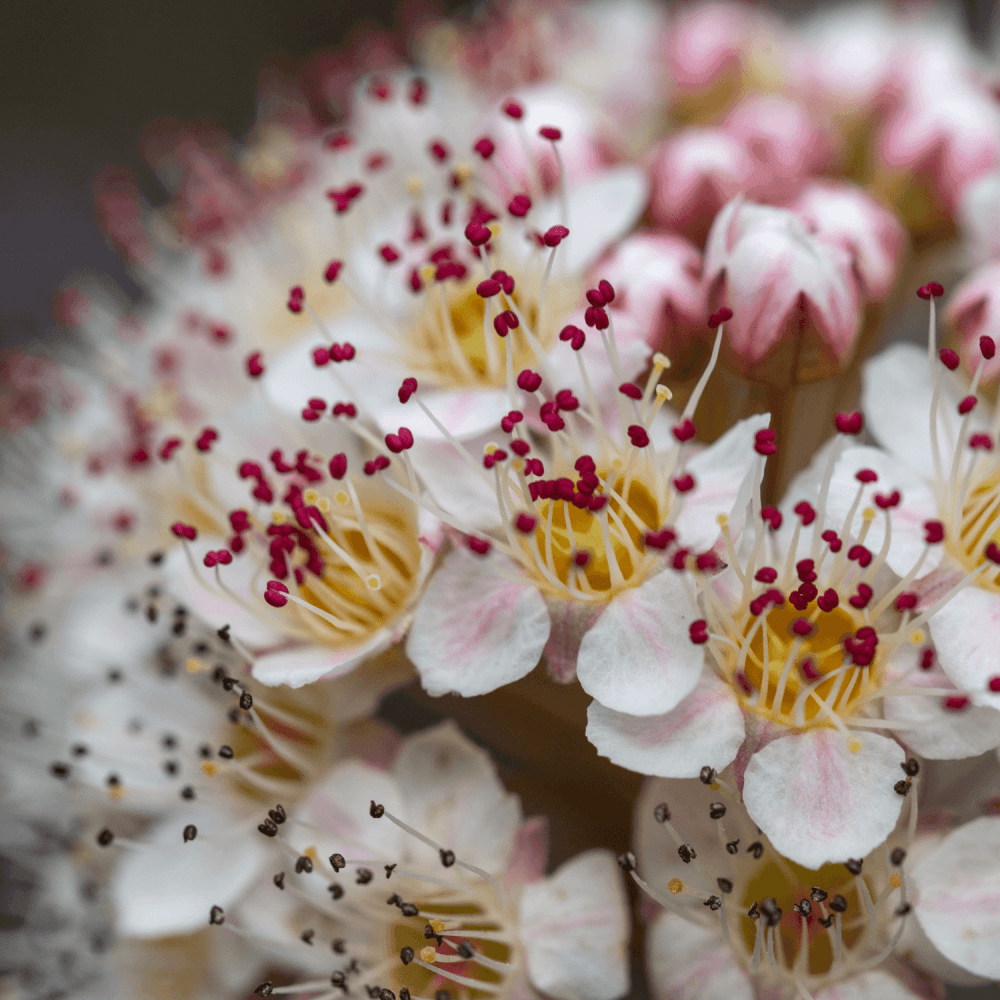 Physocarpe à feuilles d'Obier 'Nugget' - Physocarpus opulifolius 'Nugget' - FLEURANDIE