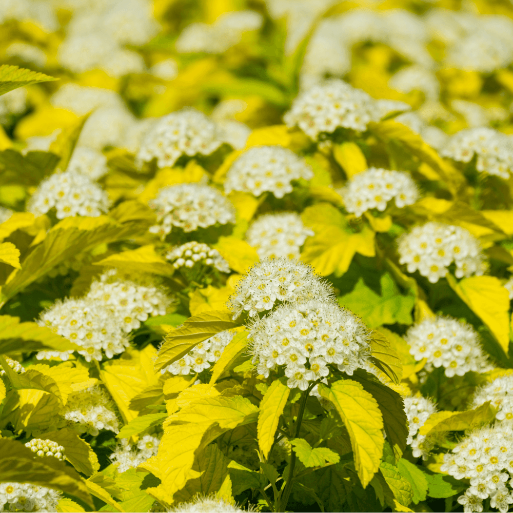 Physocarpe à feuilles d'Obier 'Nugget' - Physocarpus opulifolius 'Nugget' - FLEURANDIE