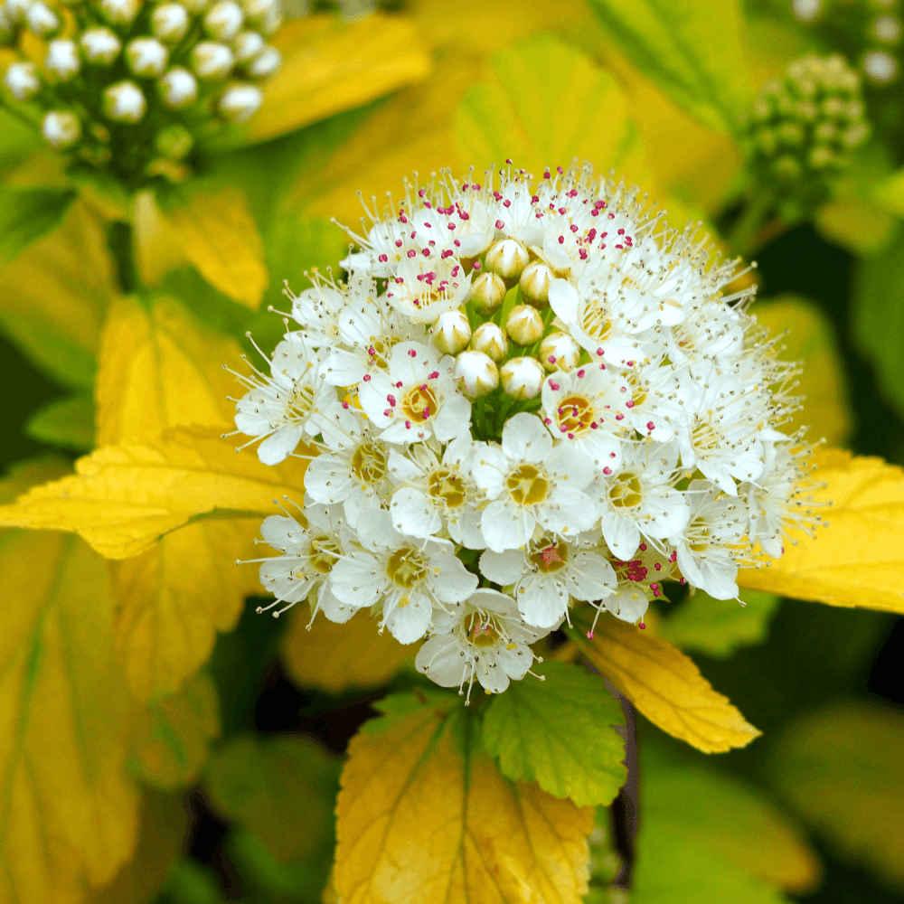 Physocarpe à feuilles d'Obier 'Nugget' - Physocarpus opulifolius 'Nugget' - FLEURANDIE