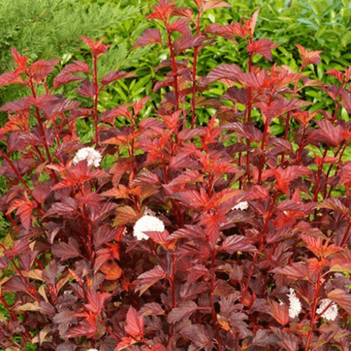 Physocarpe à feuilles d'Obier 'Red Baron'- Physocarpus opulifolius 'Red Baron' - FLEURANDIE