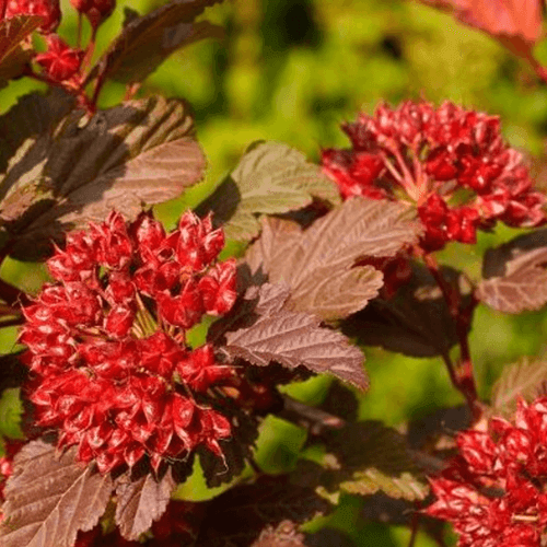 Physocarpe à feuilles d'Obier 'Red Baron'- Physocarpus opulifolius 'Red Baron' - FLEURANDIE