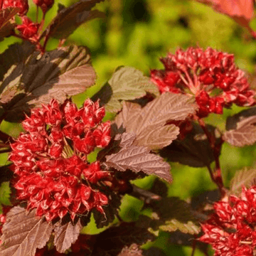 Physocarpe à feuilles d'Obier 'Red Baron'- Physocarpus opulifolius 'Red Baron'