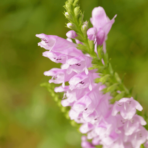 Physostegie de virginie rose - Physostegia virginiana rosea - FLEURANDIE