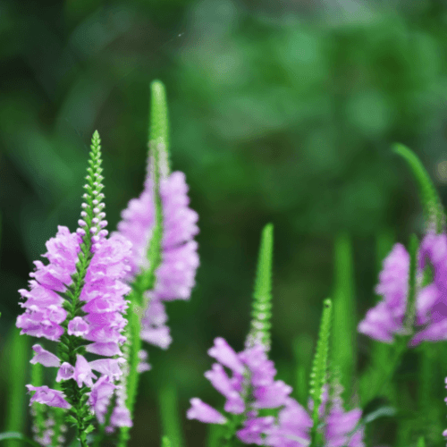 Physostegie de virginie rose - Physostegia virginiana rosea - FLEURANDIE