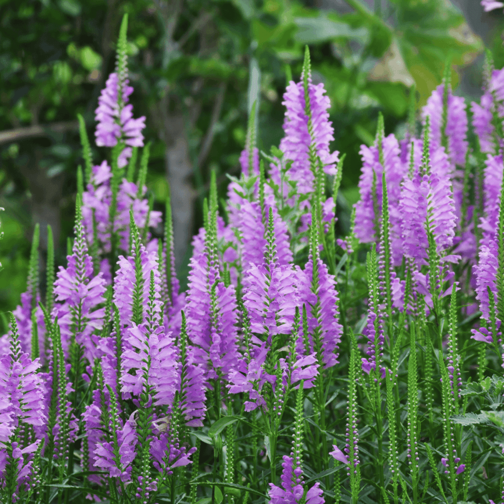 Physostegie de virginie rose - Physostegia virginiana rosea - FLEURANDIE