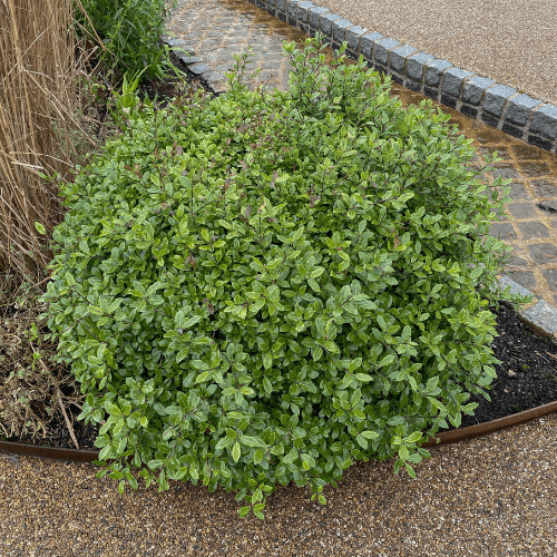 Pittosporum à petites feuilles 'Golf ball'- Pittosporum tenuifolium 'Golf ball' - FLEURANDIE