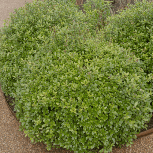 Pittosporum à petites feuilles 'Golf ball'- Pittosporum tenuifolium 'Golf ball' - FLEURANDIE