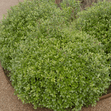 Pittosporum à petites feuilles 'Golf ball'- Pittosporum tenuifolium 'Golf ball'