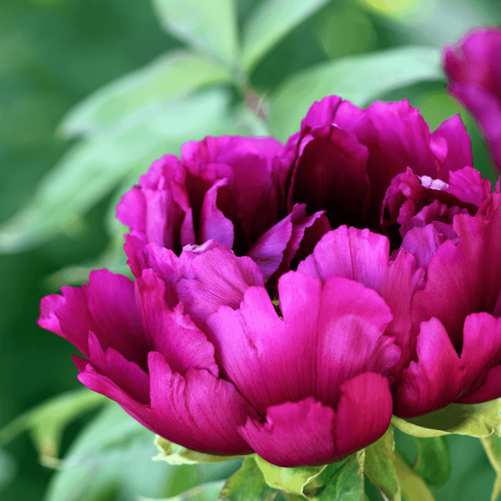 Pivoine arbustive Pourpre - Paeonia suffruticosa Purple - FLEURANDIE