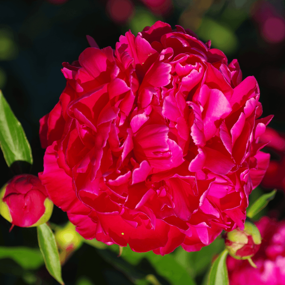 Pivoine de Chine 'Karl Rosenfield' - Paeonia lactiflora 'Karl Rosenfield' - FLEURANDIE