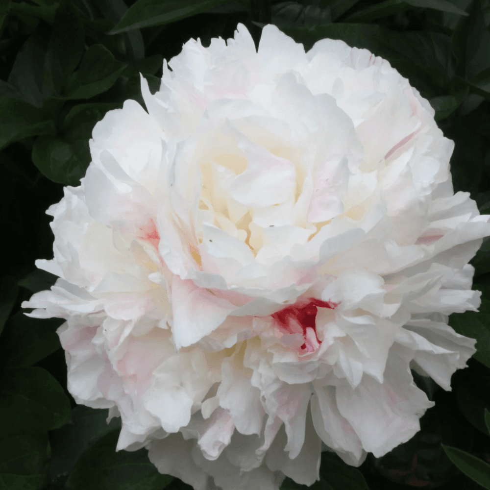 Pivoine de Chine 'Shirley Temple' - Paeonia lactiflora 'Shirley Temple' - FLEURANDIE