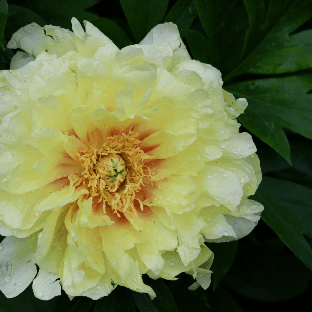 Pivoine Itoh 'Bartzella' - Paeonia x Itoh 'Bartzella' - FLEURANDIE