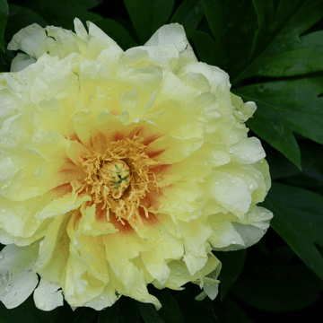 Pivoine Itoh 'Bartzella' - Paeonia x Itoh 'Bartzella'