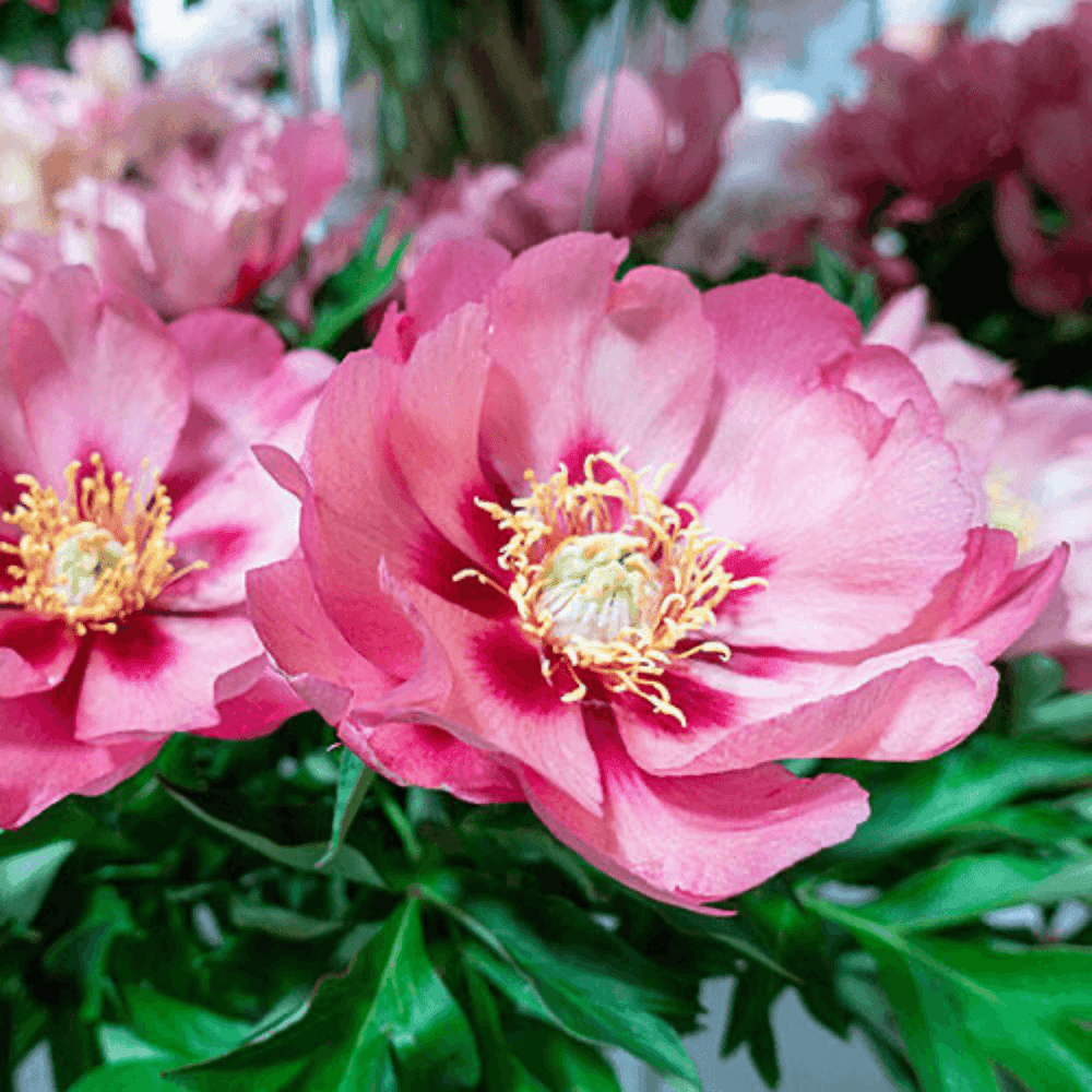 Pivoine 'Old Rose Dandy' - Paeonia Itoh 'Old Rose Dandy' - FLEURANDIE