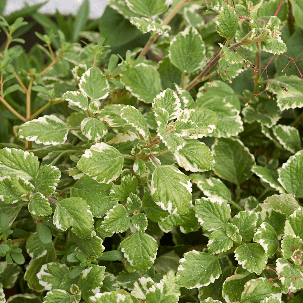 Plectranthus - FLEURANDIE