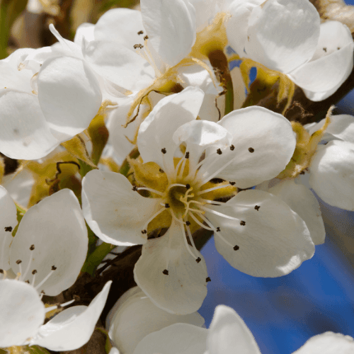 Poirier 'Beurré Hardy' - Pyrus communis 'Beurré Hardy' - FLEURANDIE