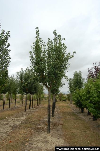 Poirier 'Beurré Hardy' - Pyrus communis 'Beurré Hardy' - FLEURANDIE