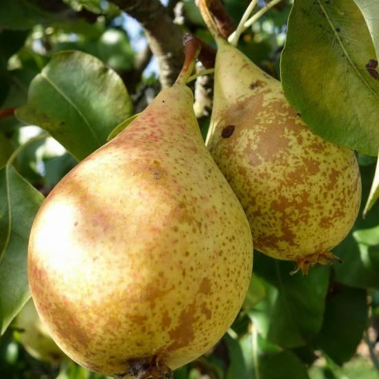 Poirier 'Beurré Hardy' - Pyrus communis 'Beurré Hardy' - FLEURANDIE