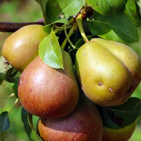 Poirier 'Bonne Louise D'Avranches' - Pyrus communis 'Bonne Louise D'Avranches' - FLEURANDIE