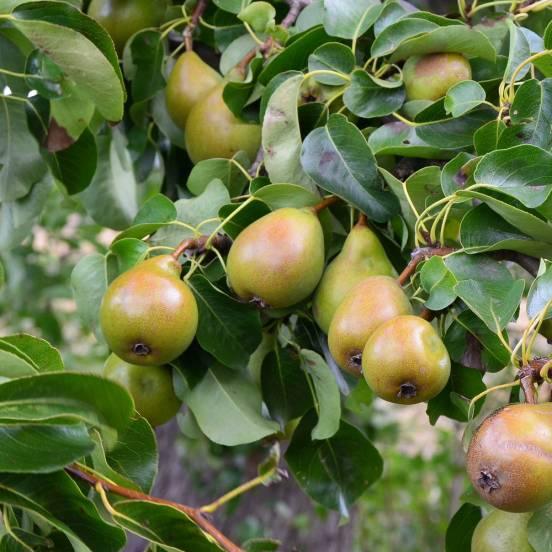 Poirier 'Doyenné de Comice' - Pyrus communis 'Doyenné de Comice' - FLEURANDIE