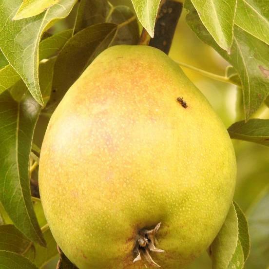 Poirier 'Williams' - Pyrus communis 'Williams' - FLEURANDIE