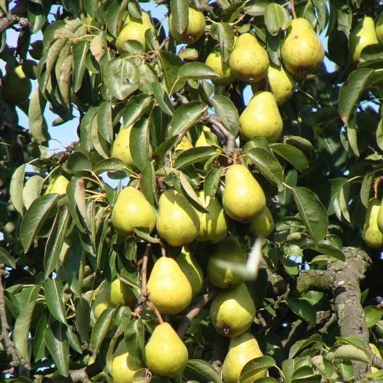 Poirier 'Williams' - Pyrus communis 'Williams' - FLEURANDIE