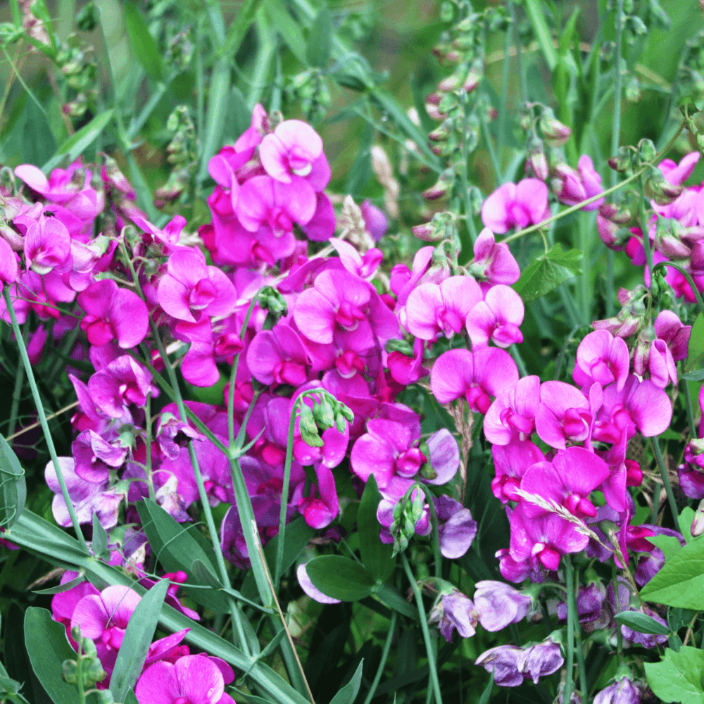 Pois vivace grimpant - Lathyrus latifolius - FLEURANDIE