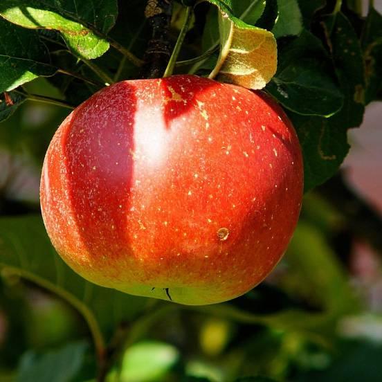 Pommier 'Belle de Boskoop' - Malus domestica 'Belle de Boskoop' - FLEURANDIE