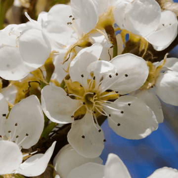 Pommier 'Belle de Boskoop' - Malus domestica 'Belle de Boskoop'