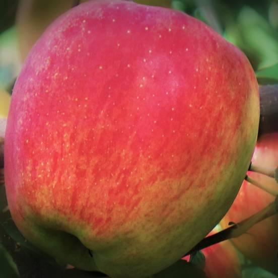 Pommier 'Cox's Orange Pippin' - Malus Domestica 'Cox's Orange Pippin'