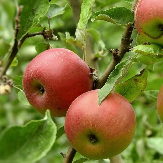 Pommier 'Cox's Orange Pippin' - Malus domestica 'Cox's Orange Pippin' - FLEURANDIE