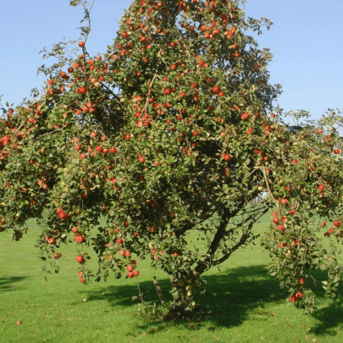 Pommier 'Cox's Orange Pippin' - Malus domestica 'Cox's Orange Pippin' - FLEURANDIE