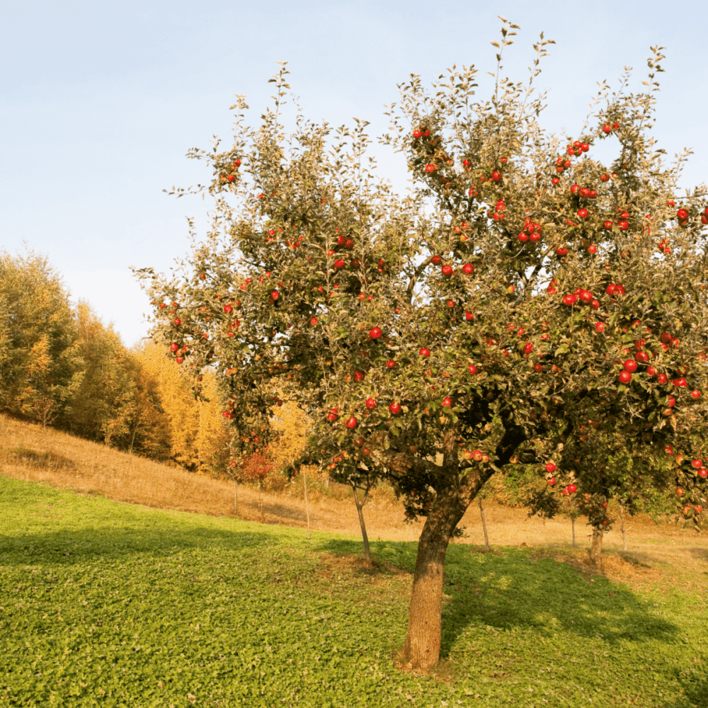 Pommier d'ornement Evereste® 'Perpetu' - Malus Evereste® 'Perpetu' - FLEURANDIE