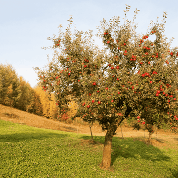 Pommier d'ornement Evereste® 'Perpetu' - Malus Evereste® 'Perpetu'