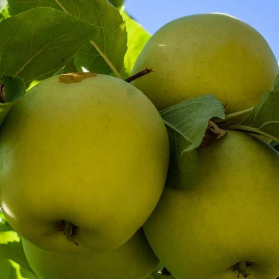 Pommier 'Golden Delicious' - Malus domestica 'Golden Delicious' - FLEURANDIE