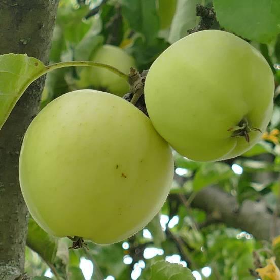 Pommier 'Golden Delicious' - Malus domestica 'Golden Delicious' - FLEURANDIE