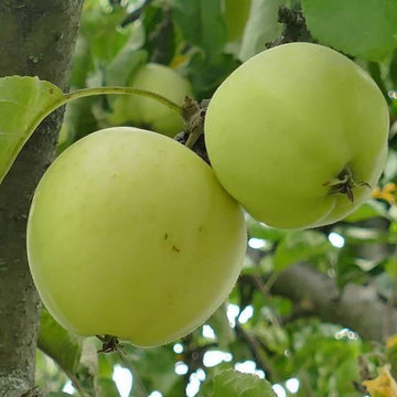 Pommier 'Golden Delicious' - Malus domestica 'Golden Delicious'